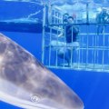 Shark Cage Diving On Oahu: The Ultimate Adventure Before A Relaxing Wine Tour