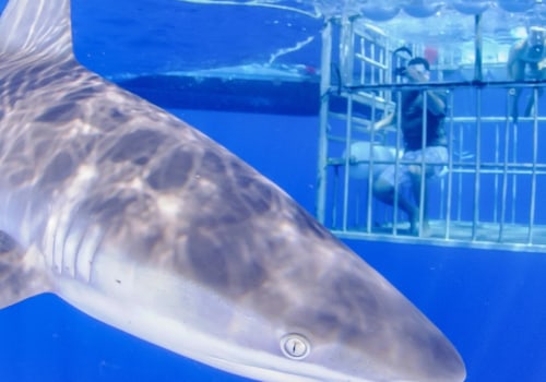 Shark Cage Diving On Oahu: The Ultimate Adventure Before A Relaxing Wine Tour